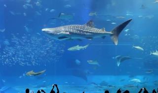 圣桑动物狂欢节