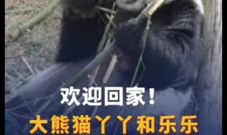 熊猫丫丫最新情况 熊猫丫丫最新情况
