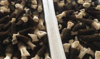 食用菌种植技术培训 食用菌种植技术培训