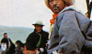 多情人总被无情的伤